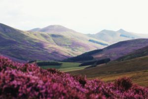 sean-paul-kinnear-477283-unsplash-300x200 Landscapes of the Heathland